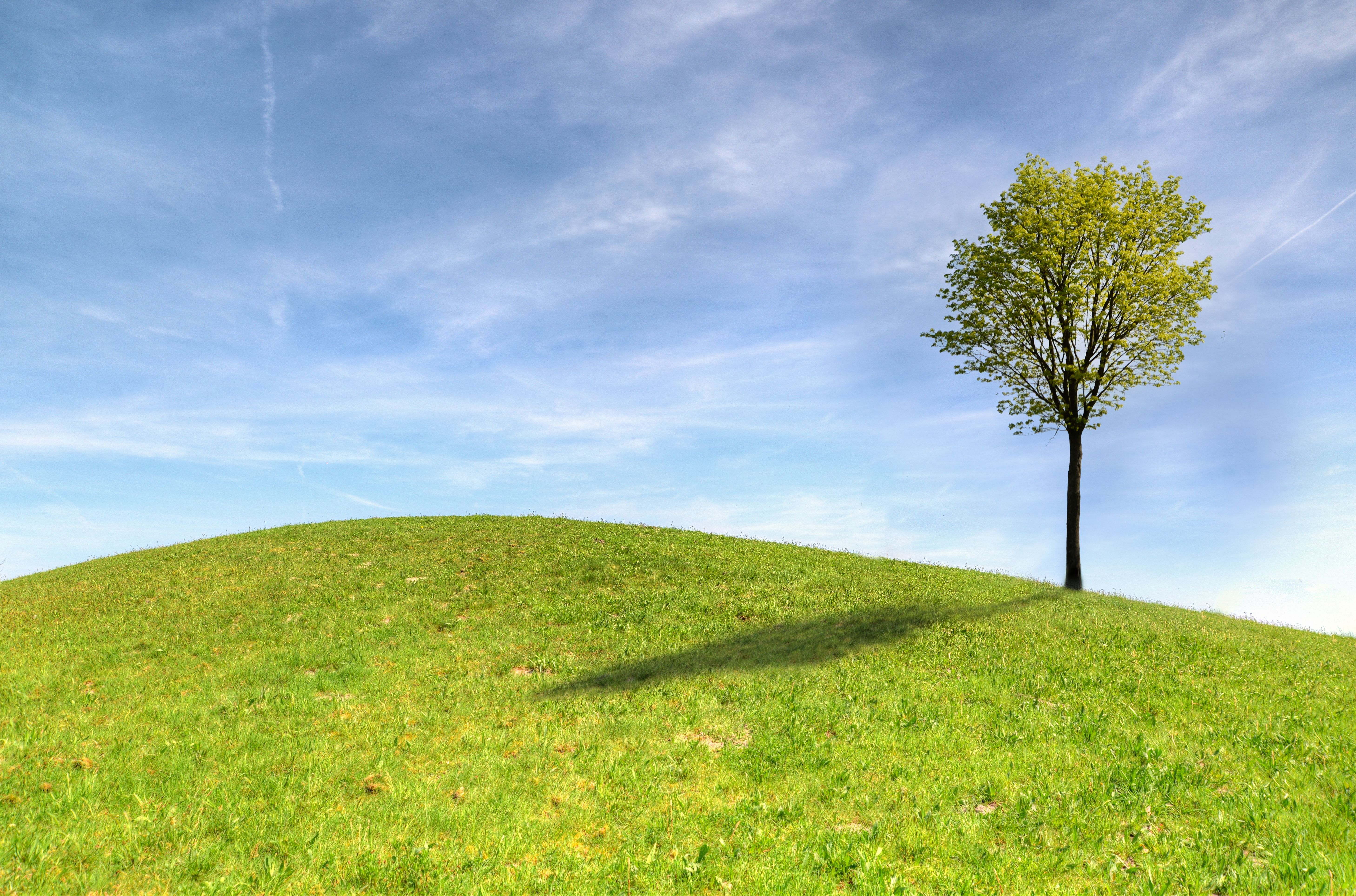Green Tree on Green Grass Field Under White Clouds and Blue Sky · Free ...