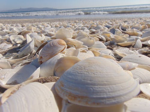 Pile of Beige Seashells Near Seashore