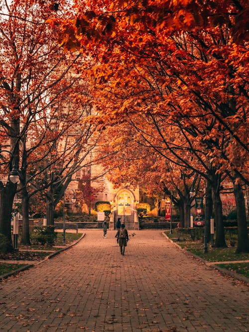 Gratis stockfoto met bomen, buiten, esdoorn