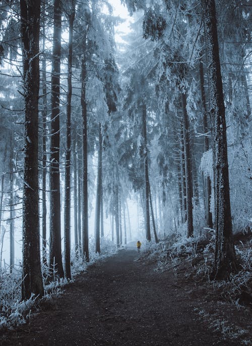 Fotobanka s bezplatnými fotkami na tému borovica, cestička, exteriéry