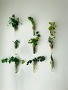 Green Cactus Plants on White Wall
