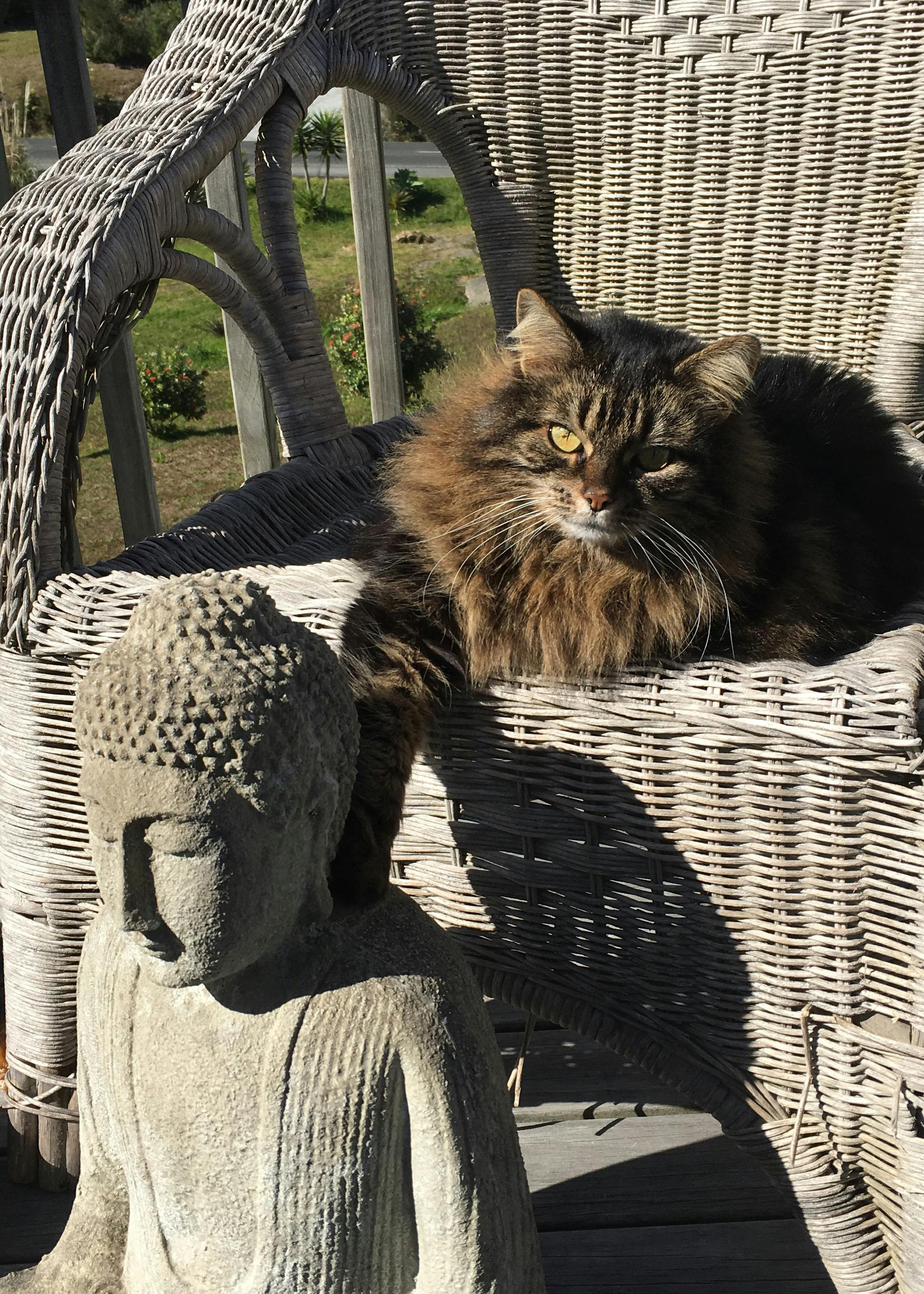 Free stock photo of buddha, cat, contact