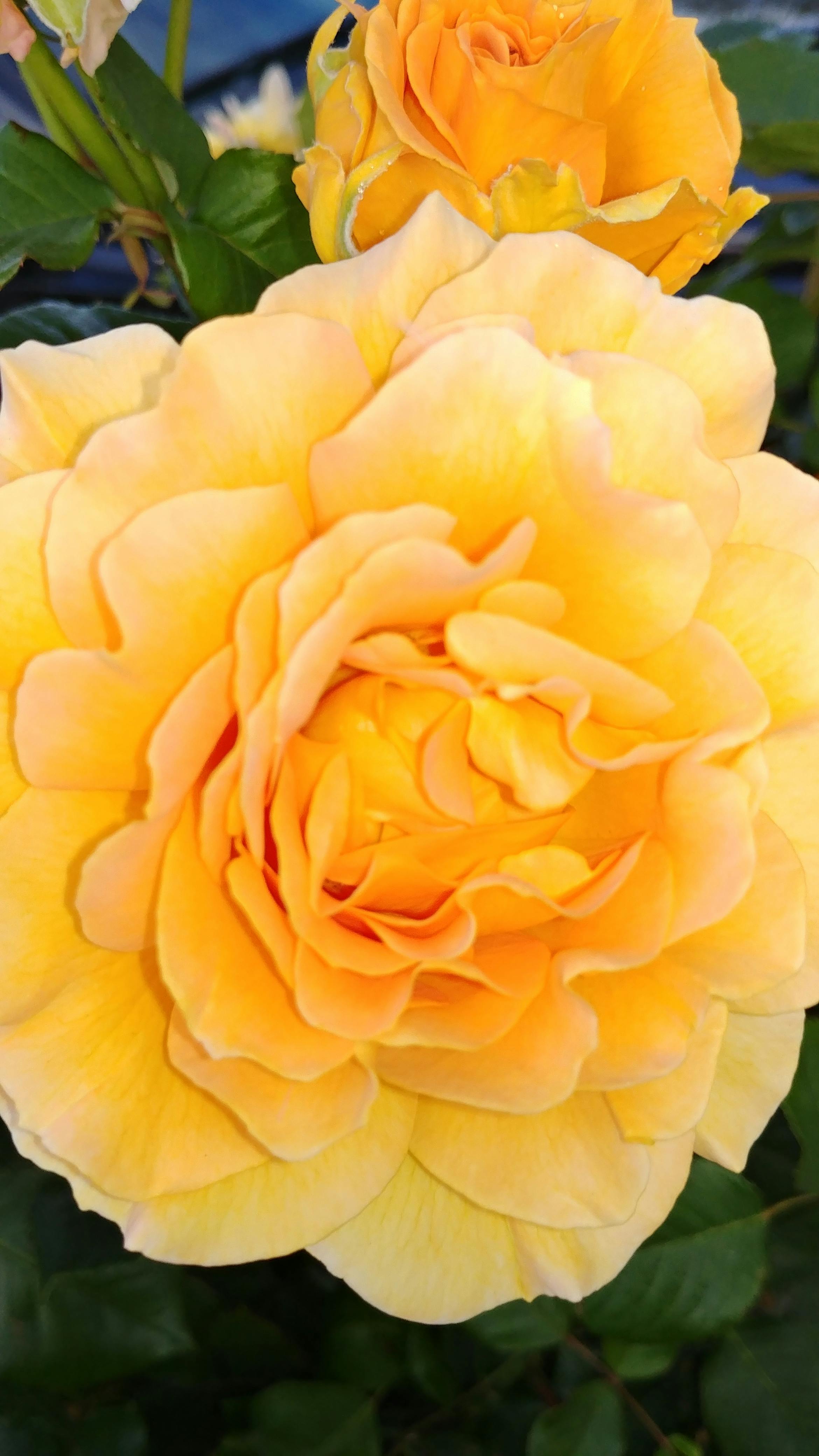 Free stock photo of golden yellow, yellow flower, yellow rose
