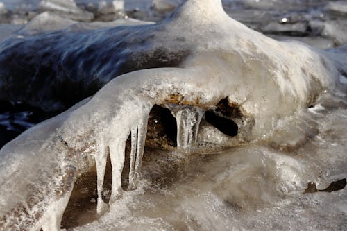 Frozen Ice Melting on a Tree Branch