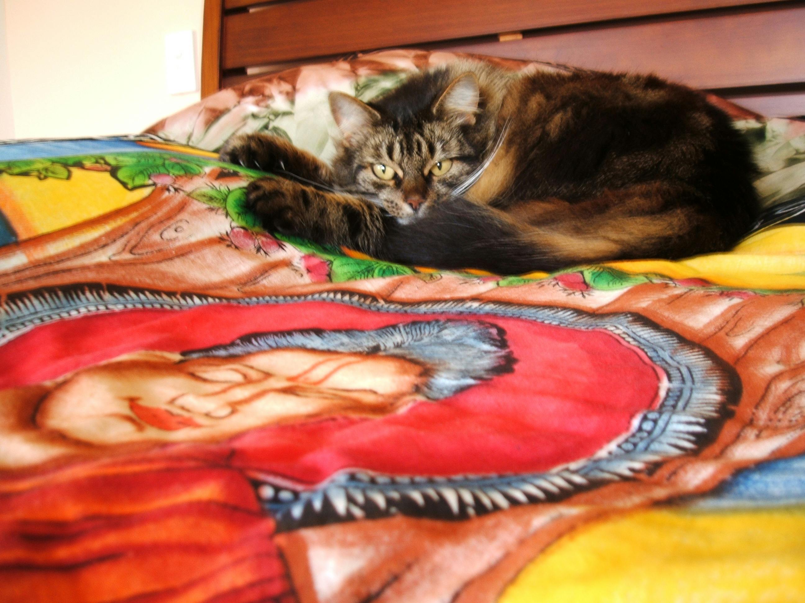 Free stock photo of bed, buddha, cat