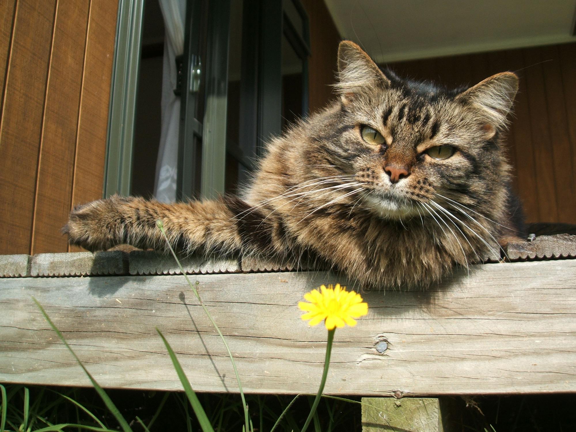 Free stock photo of cat, deck, yellow flower
