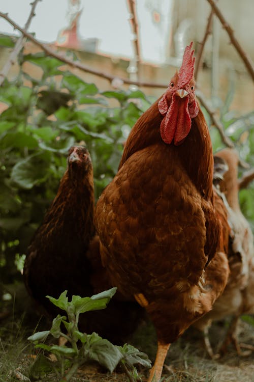 Free Chickens in Close Up Photography Stock Photo