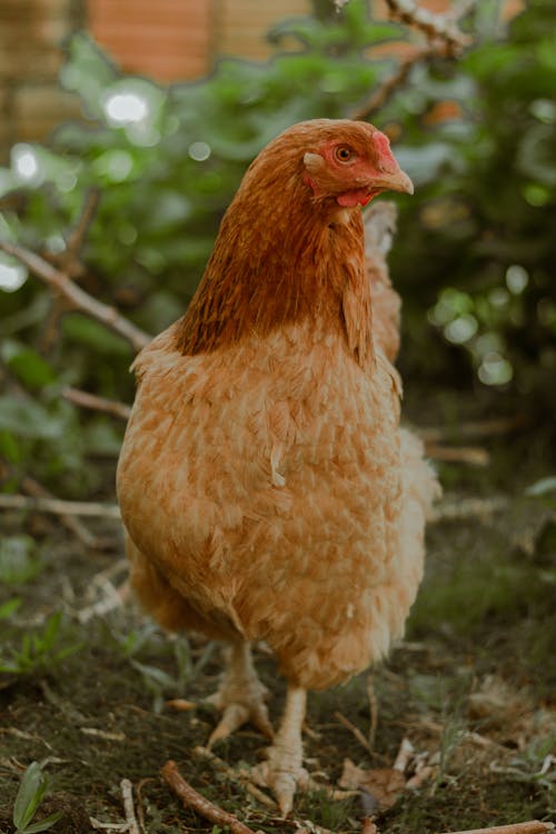 Brown Chicken in Close Up Photography
