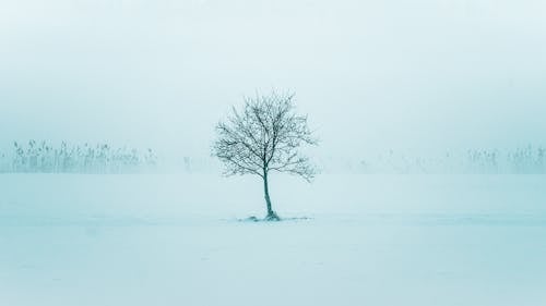 Leafless Tree on Snow Covered Ground