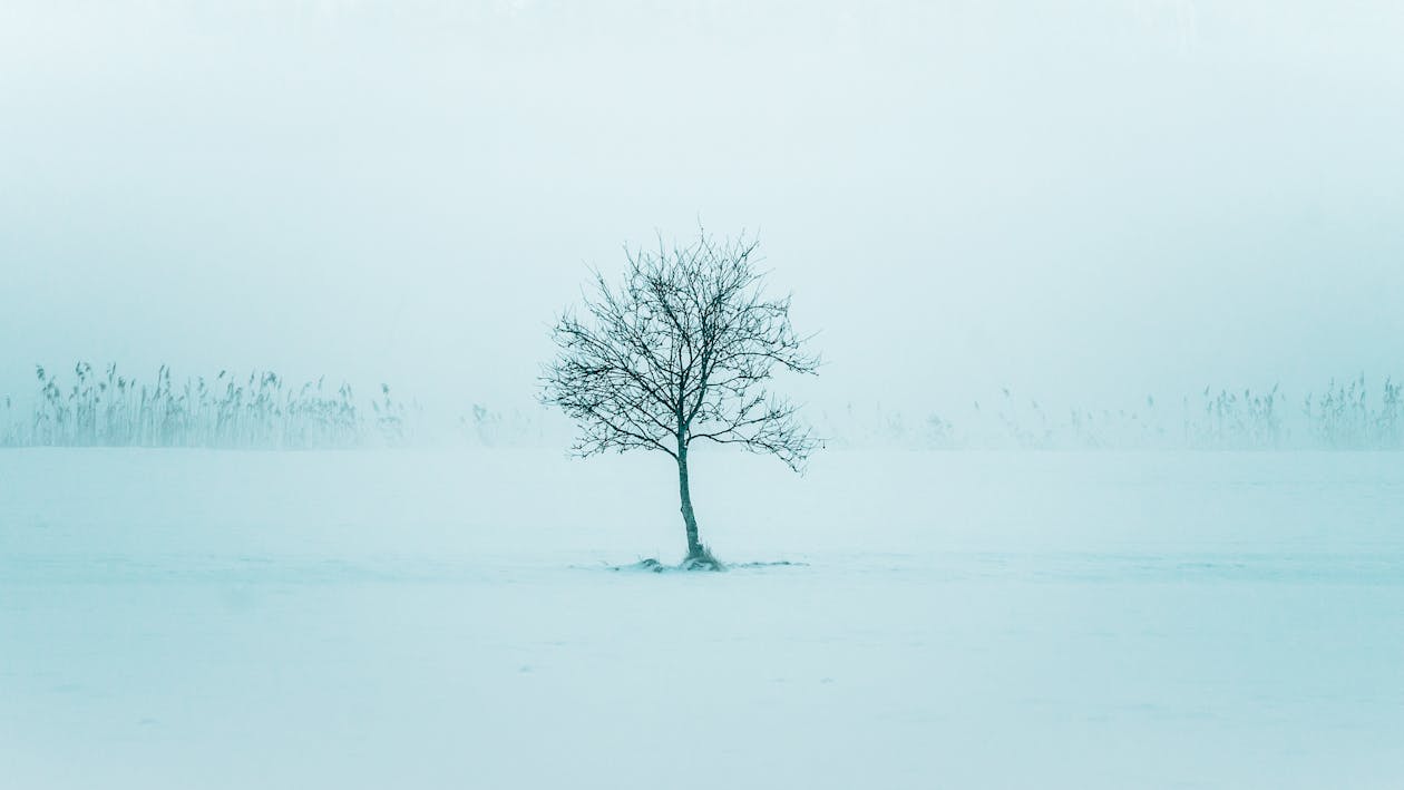Fotos de stock gratuitas de árbol desnudo, clima frío, invierno