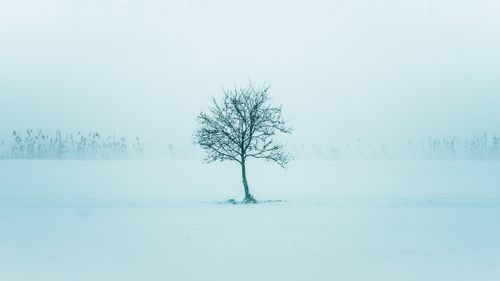 Free A lone, leafless tree stands on a snowy field, evoking winter's tranquility. Stock Photo