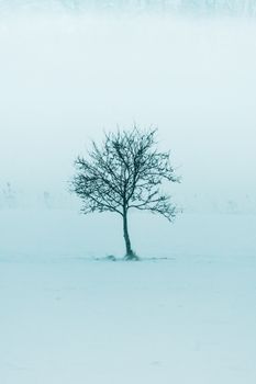 Solitary bare tree stands amidst a foggy, frozen winter landscape, creating an eerie and serene scene.