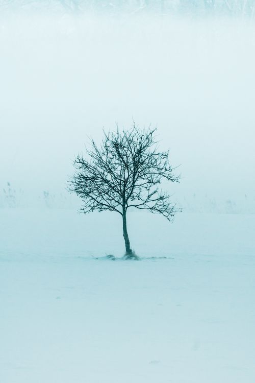 Free Solitary bare tree stands amidst a foggy, frozen winter landscape, creating an eerie and serene scene. Stock Photo