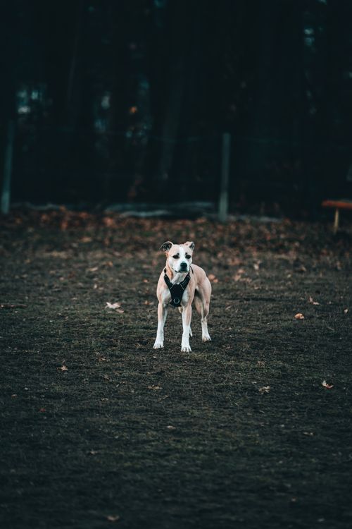Free A lone dog stands in a dark autumn field, showcasing solitude and nature. Stock Photo