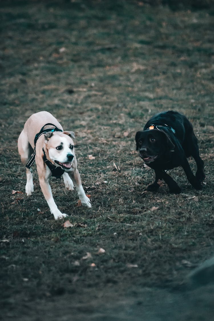 Dogs Running On A Green Grass