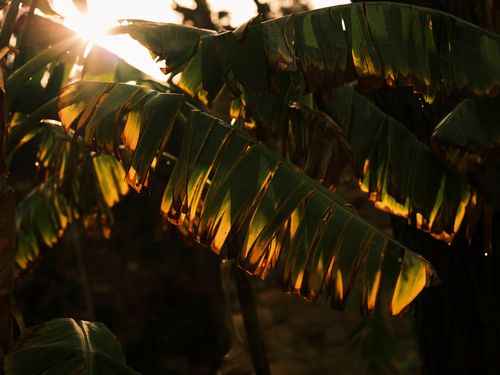 Free Sunset view through banana leaves with backlight creating a warm and tropical atmosphere. Stock Photo
