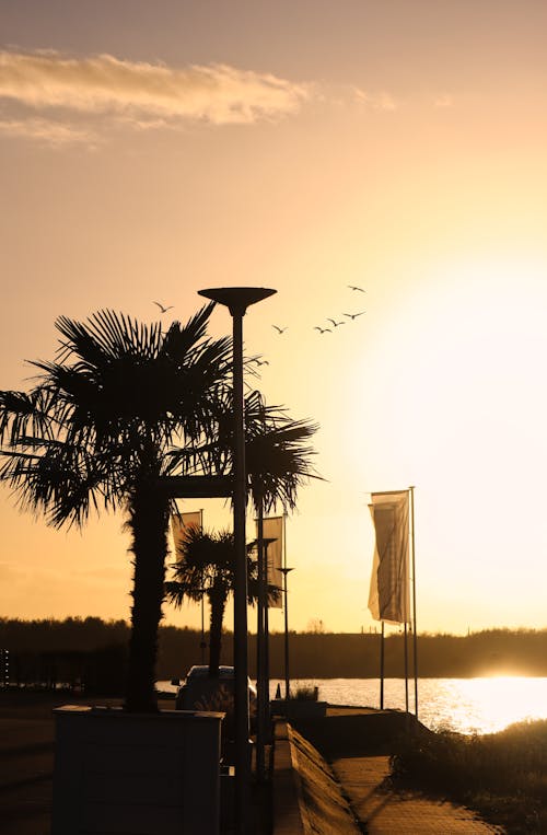 A Silhouette of Palm Trees and Lamp Posts during the Golden Hour