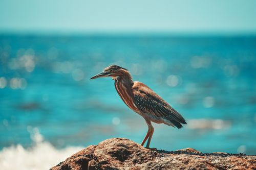 Free Close-up of a heron standing on rocks by the ocean, showcasing its natural habitat. Stock Photo