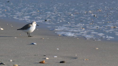 Free Close-up of a Bird in a Beach Stock Photo