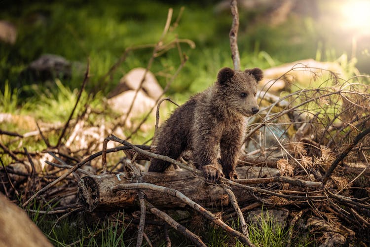 Brown Bear On Brown Wood