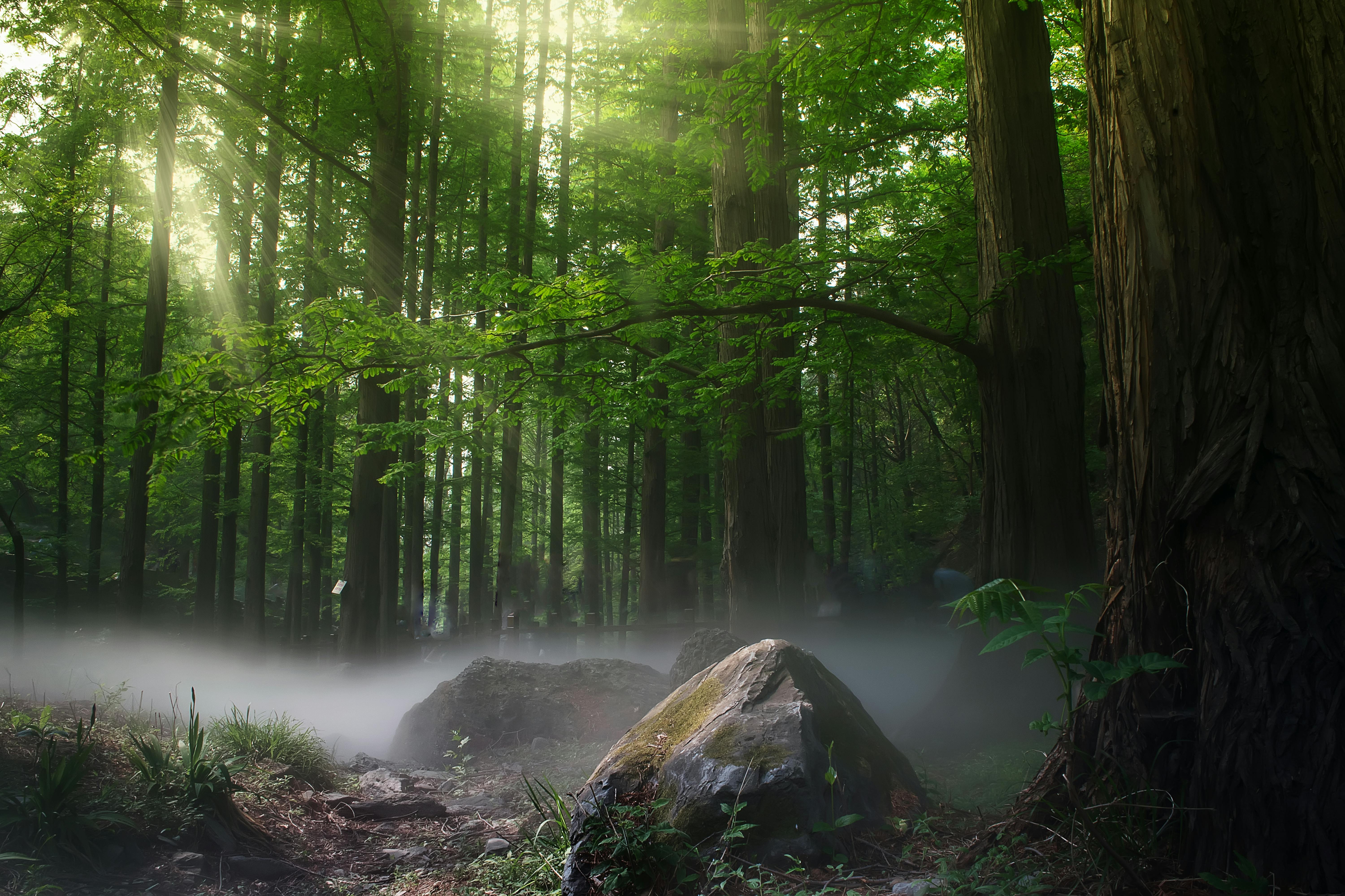 Nature Forest Stock Photos, Images and Backgrounds for Free Download