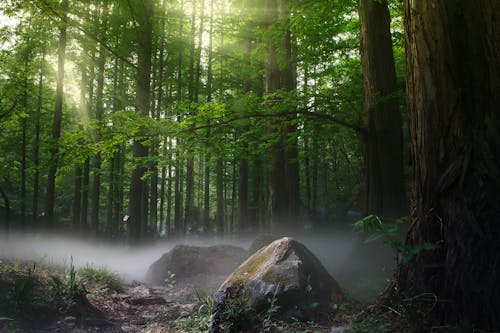 Foto d'estoc gratuïta de a l'aire lliure, amb boira, arbres