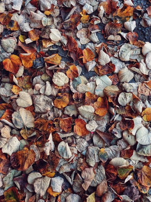 Free A vivid collection of dry autumn leaves covering the ground, creating a textured surface in fall colors. Stock Photo