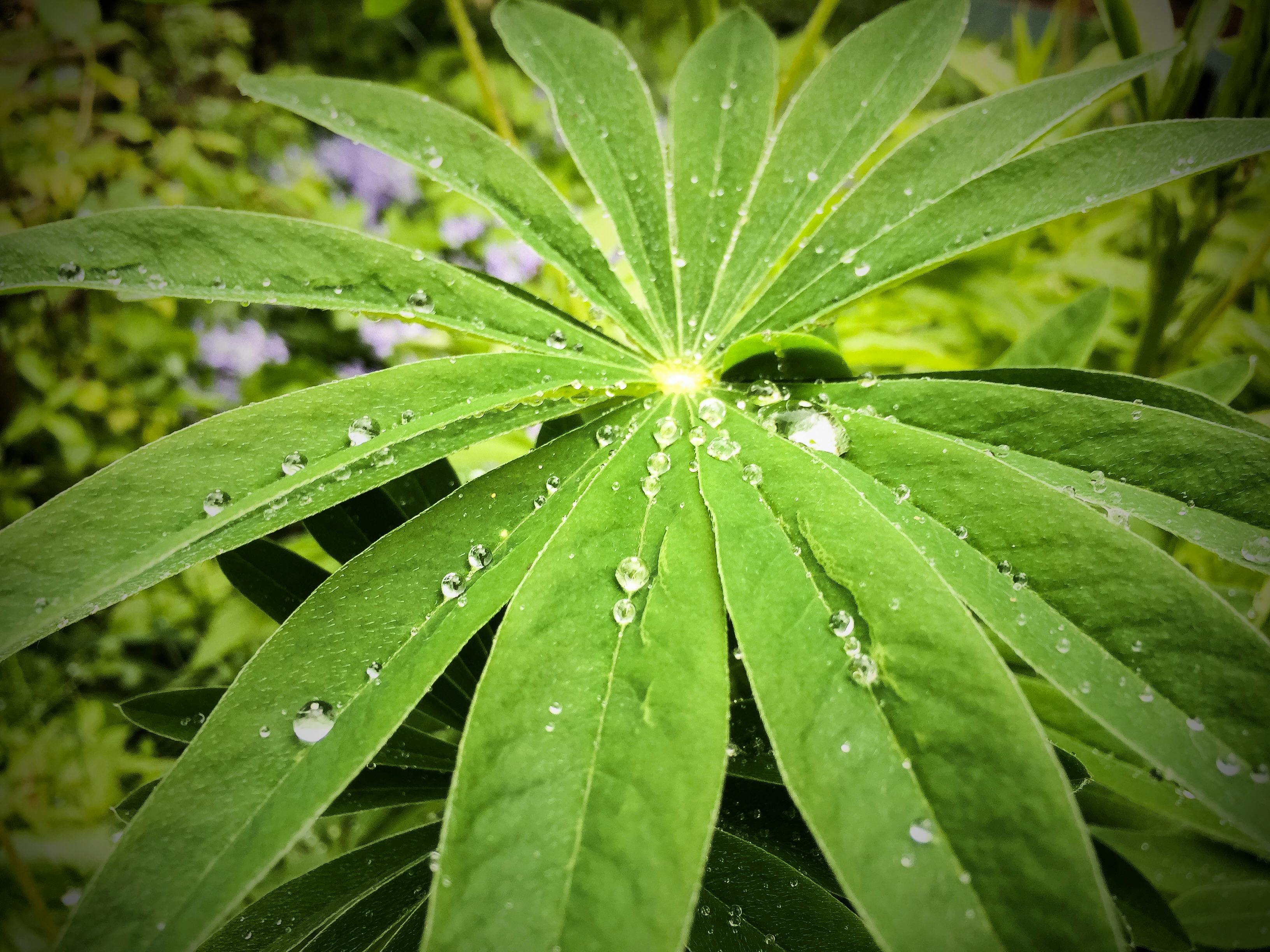 Almendras en un tazón de madera