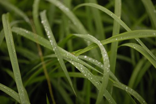 Free Close-up of fresh green grass with morning dew droplets, capturing nature's beauty. Stock Photo