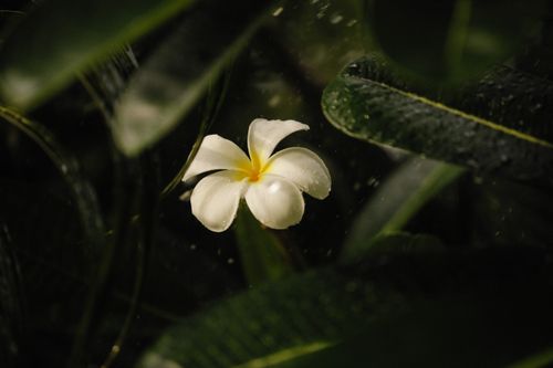 Free Close-up of a white Plumeria Alba flower surrounded by lush green leaves. Captured outdoors. Stock Photo