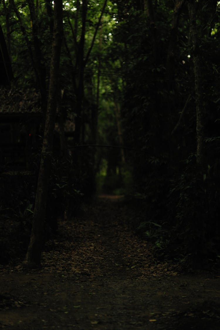 Pathway In A Dark Forest