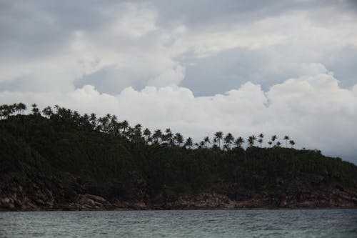 Green Palm Trees on Mountain Under Gray Sky with White Clouds