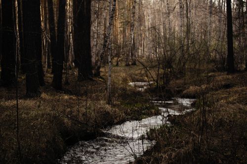 Free Quiet forest scene with a flowing creek surrounded by trees and early spring foliage. Stock Photo