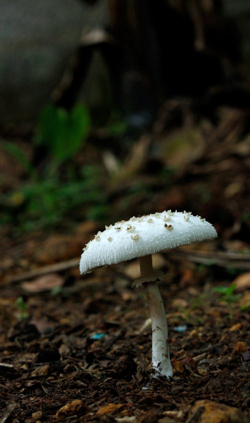 Free stock photo of common mushroom, diet, food