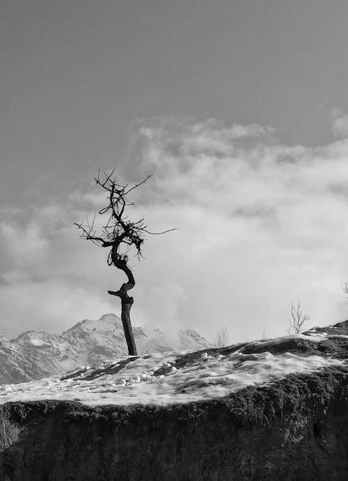 Bare Tree on Snow Covered Ground