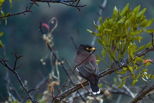 Gratis stockfoto met aviaire, boomtak, fotografie van vogels