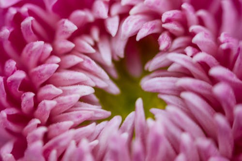 Fotografia Macro De Pétalas De Flores