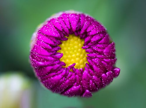Макросъемка фиолетового цветка