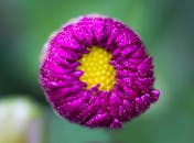 宏观镜头令人惊叹地捕捉到了盛开的紫色紫菀花，其充满活力的花瓣细节尽显无遗