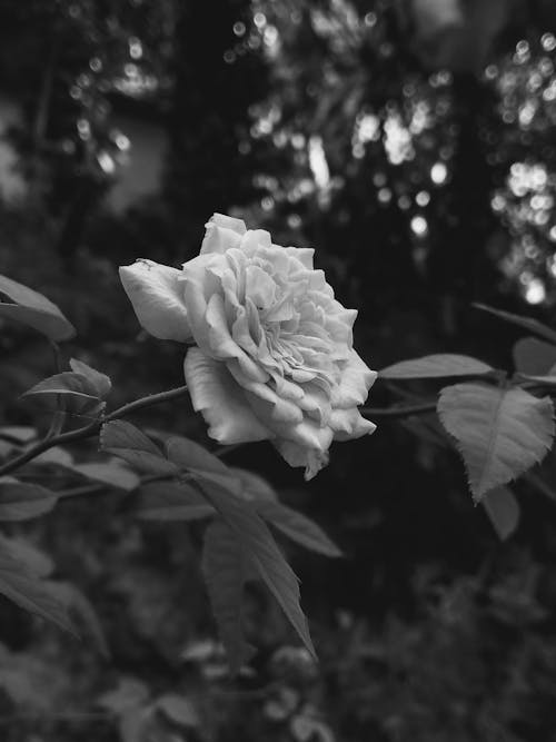 Darmowe zdjęcie z galerii z czarno-biały, flora, kwiat
