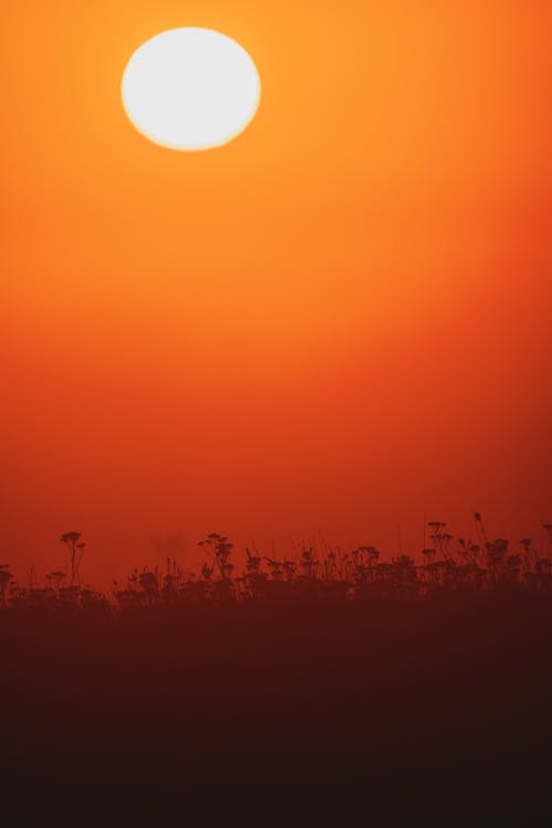 Silhouette of  Plants during Sunset