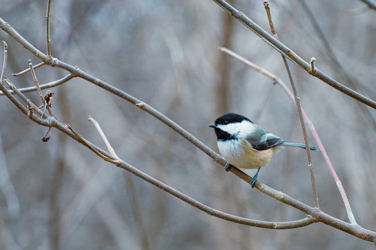 Chickadee Bird Perched On Tree Branch