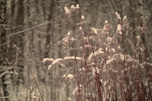 Close-up of snow-covered grasses in a tranquil winter forest setting.