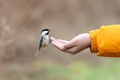 White and Black Bird on Person's Hand