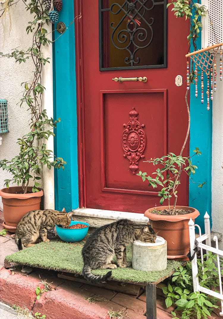 Cats Eating In Front Of A Red Wooden Door