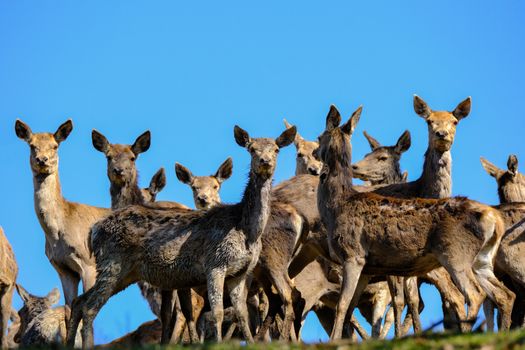 A group of roe deer standing together outdoors under a bright blue sky, captured in wildlife photography.
