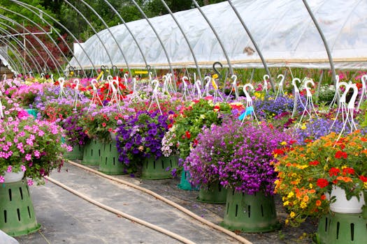 Free stock photo of flower, flower pots, flowers