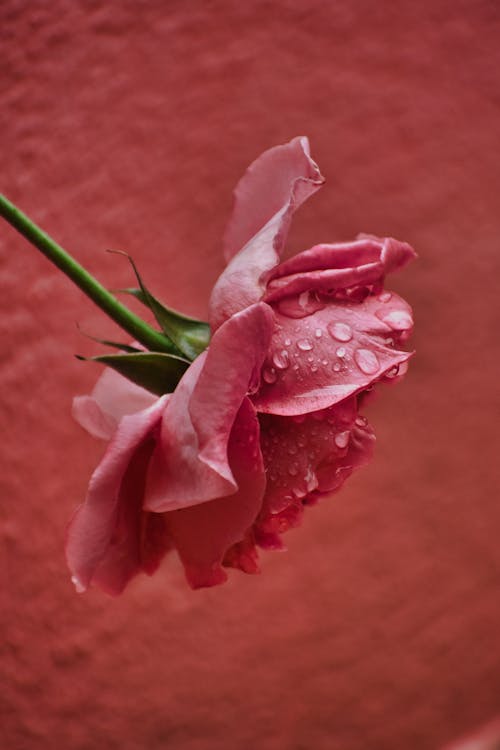 A Pink Rose with Water Droplets in Close-up Shot
