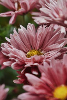 Beautiful close-up of pink chrysanthemum flowers with rich details and soft lighting.