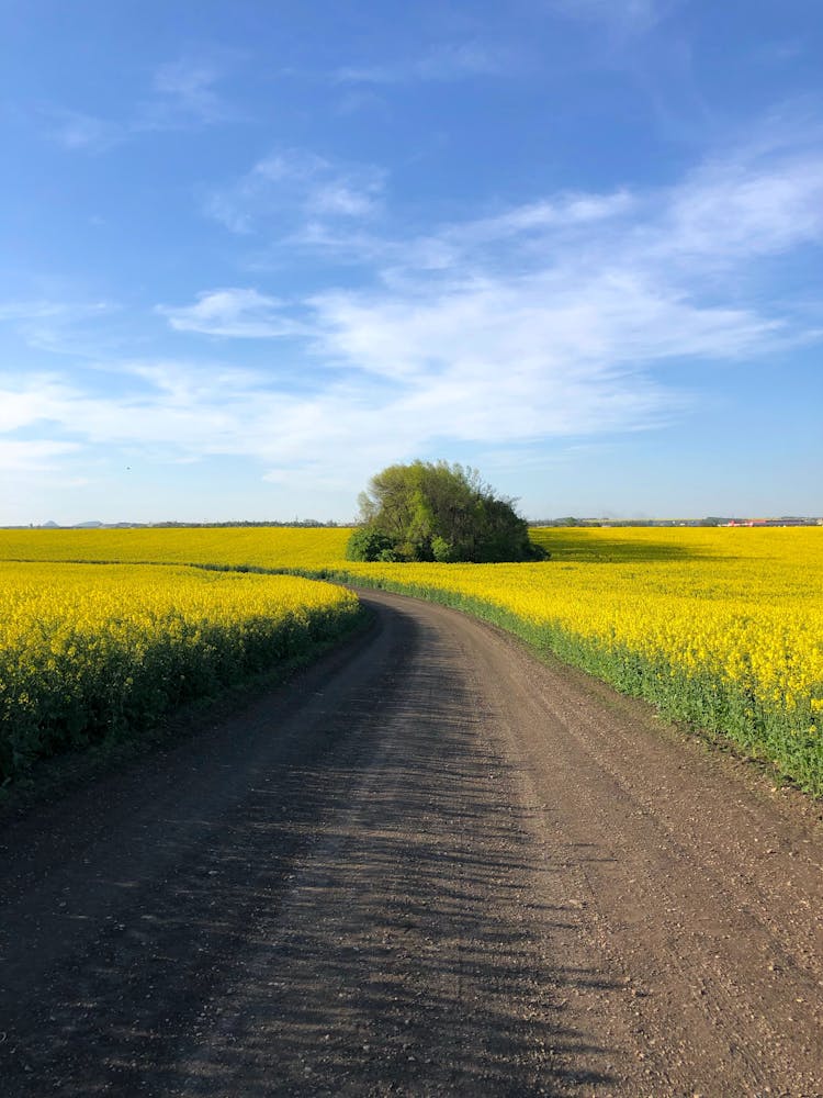 Canola Field Under Blue Sky